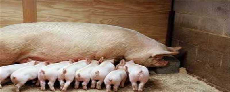 母猪非洲猪瘟早期症状（非洲猪瘟老母猪症状）