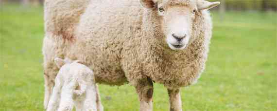 夏洛莱羊品种介绍 夏洛莱羊是什么品种