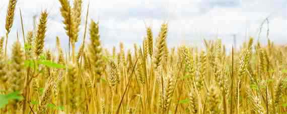 周麦40小麦品种介绍
