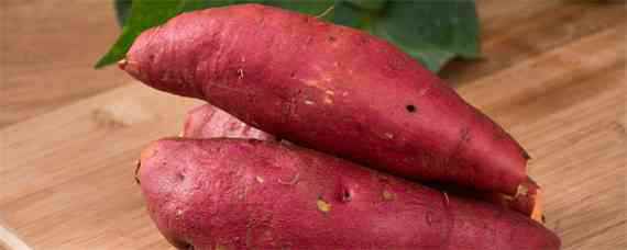 红薯种植方法和技术