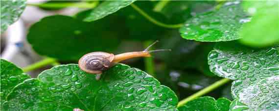 蜗牛怎么养才能养活