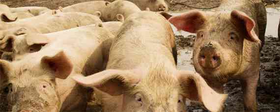 屠宰检疫中发现急性猪瘟的病理表现 屠宰检疫中发现急性猪瘟的病理表现是哪些