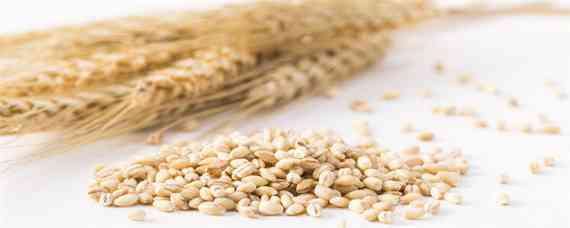 轮选45小麦品种介绍一下（轮选小麦品种系列有多少品种）