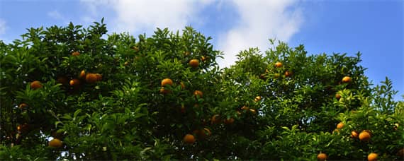 柑橘种植地区是哪个温度带 柑橘生长在什么气候区
