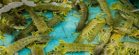皮皮虾繁殖期在几月 皮皮虾的季节在哪几个月