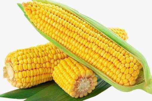 吃玉米的好处和坏处 玉米的功效和作用