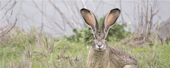 冬季野兔一般到哪里去 秋冬季节野兔出没的地方