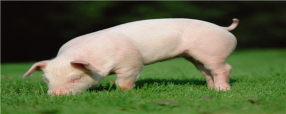 猪发烧可以打青霉素吗 猪发烧能打青霉素吗