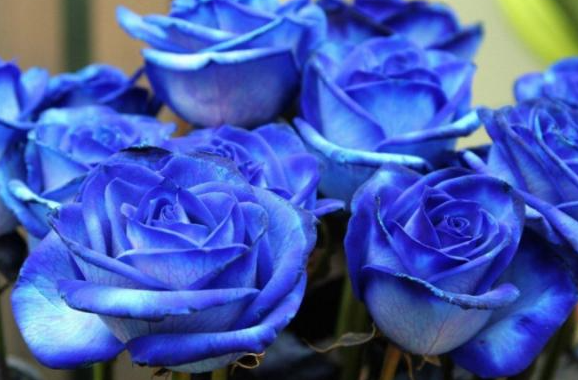 蓝色妖姬的花语是什么，送不同朵数有什么寓意