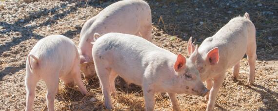 猪长期添加金霉素副作用 金霉素的效果和养猪的应用