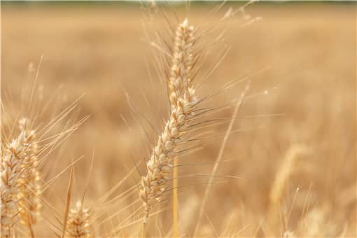 2022年国家对小麦补贴多少一亩（2022年国家对小麦补贴多少一亩地）