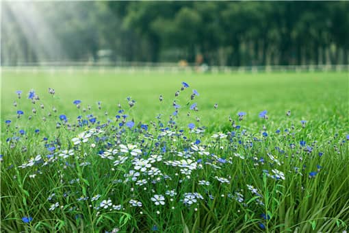 武汉市民看到这种黄花请上报