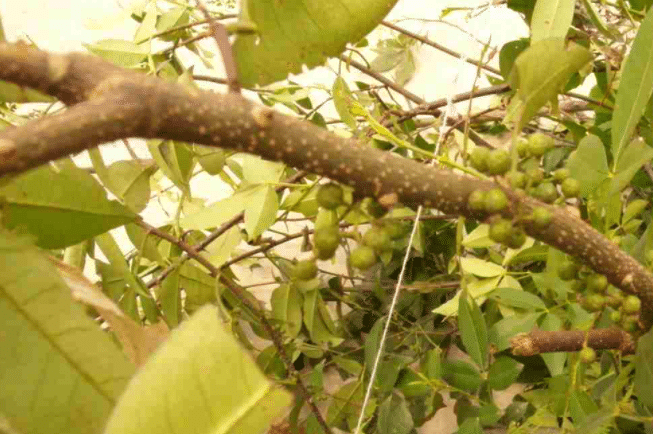 花椒木有辟邪作用吗，有哪些功效（花椒木辟邪吗?）