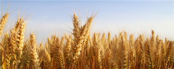 郑麦379麦种品种特性 郑麦366小麦品种