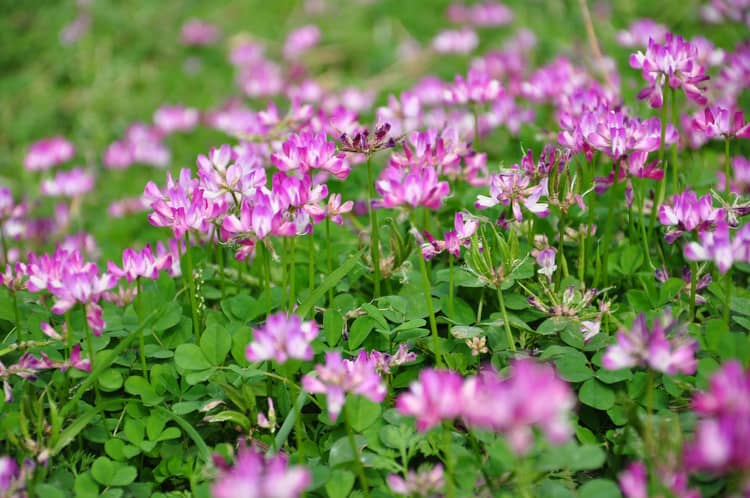 4月开紫色花的野花有哪些，有什么特征