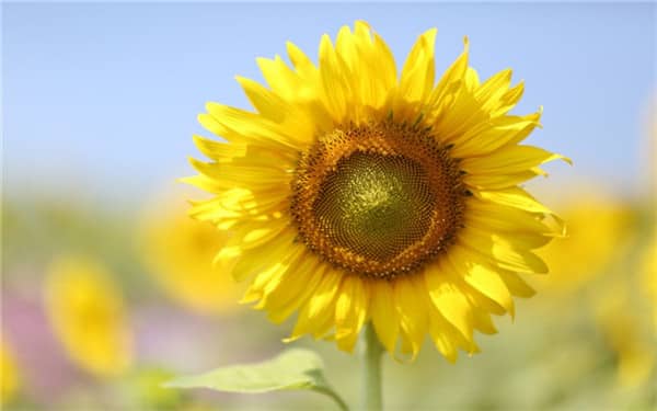 太阳花四季都开花吗，种植方法技巧有哪些