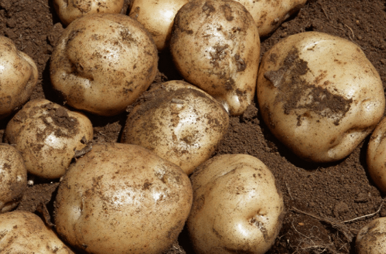 脱毒马铃薯早春如何地膜覆盖，怎么栽培高产早春马铃薯