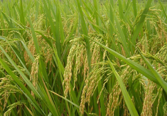 麦茬稻怎么管理，注意事项有哪些（稻茬小麦施肥最佳时间）