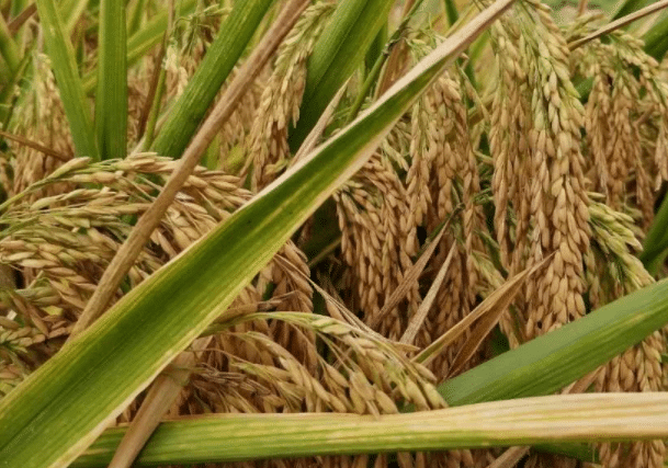 水稻倒伏的原因是什么，预防措施有哪些