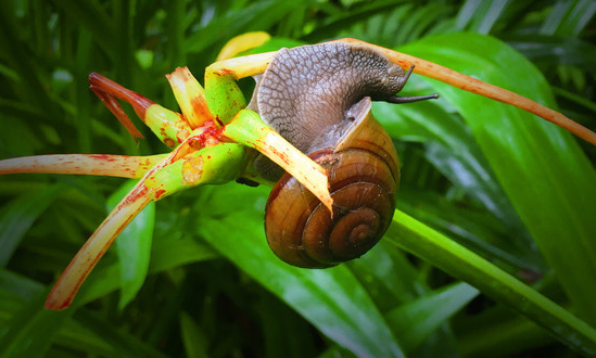 杀死兰花蜗牛最有效的方法 如何防治兰花蜗牛