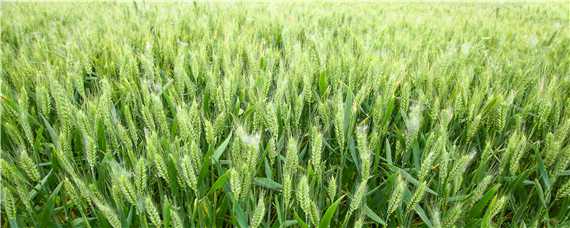 小麦扬花期和灌浆期（小麦扬花期和灌浆期差异）
