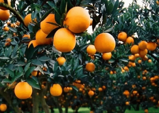 柑橘抗寒防冻技术要点，柑橘应该好养吗，怎么养殖好