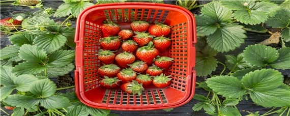 草莓种植过程中的问题 种植草莓常见问题