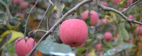8月份早熟苹果新品种有哪些 八月份成熟苹果新品种有哪些
