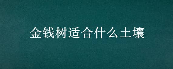 金钱树适合什么土壤 金钱树用什么样的土壤种植比较好