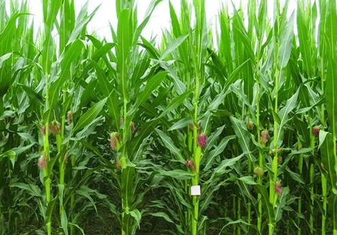 玉米种植的高产方法是什么，选种很重要
