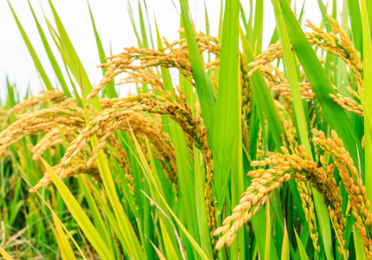 提高水稻种植经济效益的方法分析