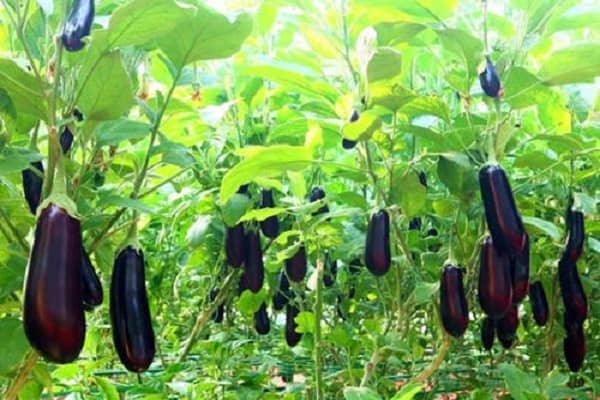 露地茄子种植管理技术，种植前景如何