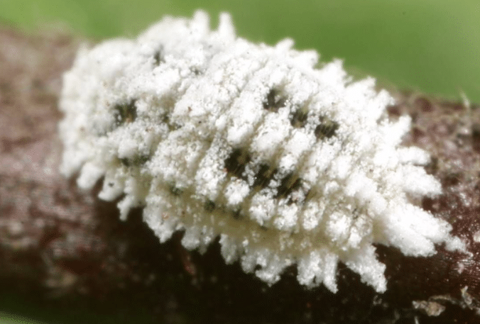 根粉蚧怎么治，如何有效治理根粉蚧 根粉蚧壳虫怎么治