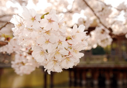 樱花树苗怎么繁殖，繁殖方法有哪些 樱花树的繁殖方法