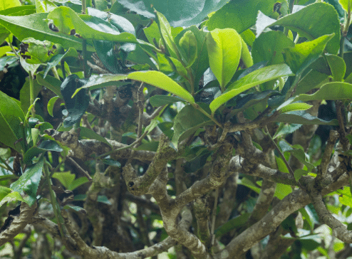 茶花树枯死如何补救，养护时应注意些什么