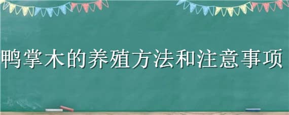 鸭掌木的养殖方法和注意事项（鸭掌木的养殖方法和注意事项及病虫害防治）