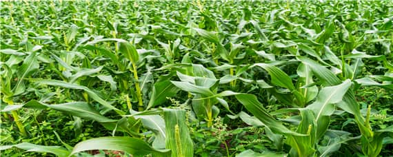 玉米后期锈病影响产量吗