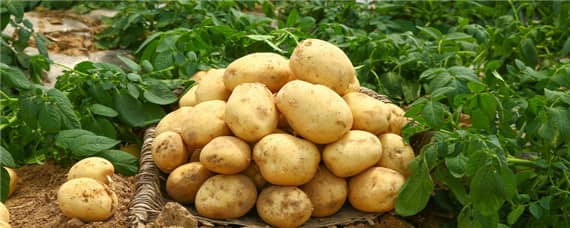 土豆打什么药能增产 土豆打什么药能增产多少