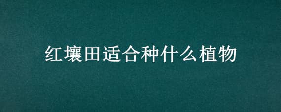 红壤田适合种什么植物