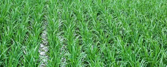 杂交水稻是哪一年 杂交水稻是哪一年培育成功的