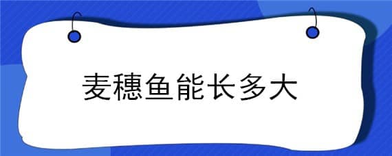 麦穗鱼能长多大 麦穗鱼能长多大?