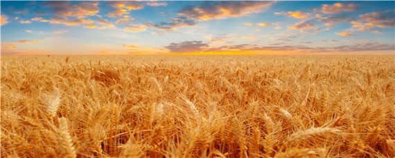 百农307小麦产量如何