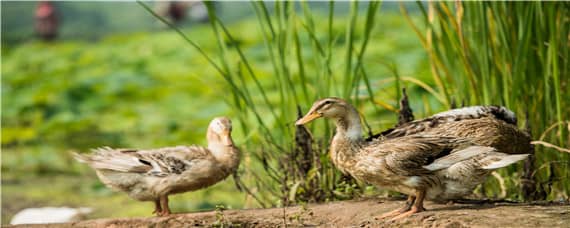 番鸭的养殖方法和技术 养殖番鸭需要注意什么