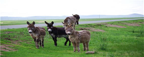驴的繁殖 驴的繁殖期是几个月