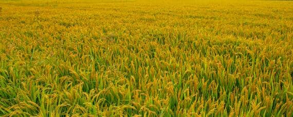 稻谷种植过程以及丰收 稻谷的丰收过程