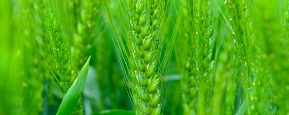 小麦一亩需要多少斤种子 小麦种植一亩地需多少斤种子