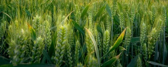 小麦高产种植新技术（小麦高产种植新技术视频）