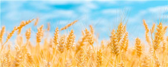 百农607小麦品种介绍（百农607麦种的品种来源）