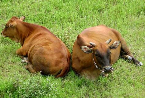 提高黄牛繁殖力的技术 黄牛的养殖技术