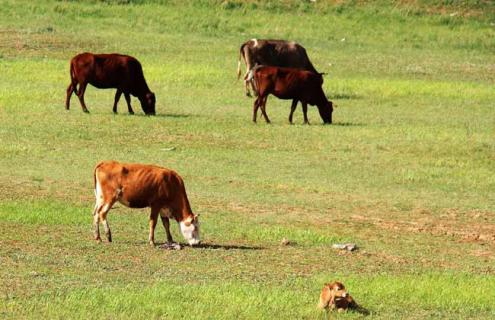 冬春犊牛的散养管理技术 犊牛的饲养管理技术要点
